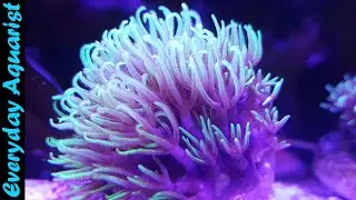 Possibly The BEST Beginner Reef Tank | FLUVAL FLEX 123l 32.5G SALTWATER Aquarium