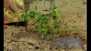 Salvador Persica - Pilu in Bhal region - Gulf of Cambay Gujarat India.f4v