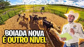 SAFRA NOVA 2026