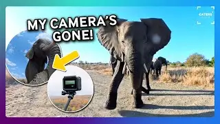 Elephant Steals My Camera And Starts Vlogging!