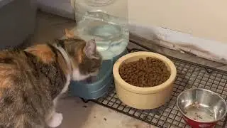 AUTUMN DRINKING HER WATER FULL VIDEO DECEMBER 1 2019 #shorts #missingcat 