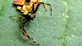 Misumena vatia - Ver&auml;nderliche Krabbenspinne / Goldenrod Crab Spider