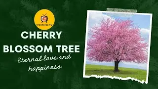 The Incredible Journey of a Cherry Blossom Tree - From Seed to Spectacle