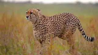 Nature&rsquo;s Hidden Wonders: The Slow-Mo Spectacle 🌿✨