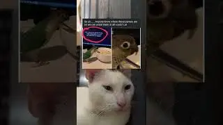 #viralboy