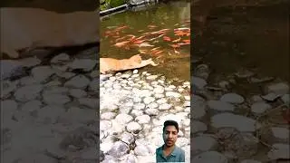 Cat Hunting Fish Near Pond #cat #hunting #viral