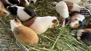Bọ ú, chuột lang bao tiêu đầu ra cho ae chăn nuôi,số lượng k giới hạn, lh Cường 0945110031