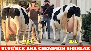 30.L SUTDOR CHEMPION SIGIRLAR NARXLAR BOMBA ULUGʻBEK AKA JANGDA SHVET RASIYISKI SIGIRLAR✈️