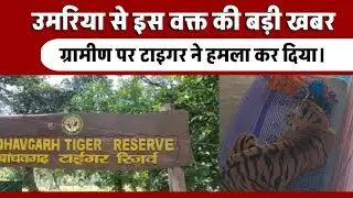Tiger Attack in Umaria | किसान के घर में घुसा टाइगर | Village Beldi Big Incident