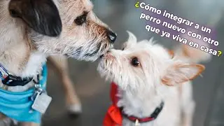 ¿Cómo integrar a un perro nuevo con otro que ya viva en casa?