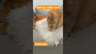 baking cat