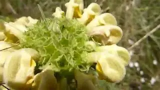 Jerusalem Sage - Phlomis russeliana -   Runnafr&oacute;&eth;i  - Gar&eth;afr&oacute;&eth;i - Skrautpl&ouml;ntur - Gar&eth;planta