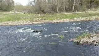 Scouting the Kemptville Creek Before Running