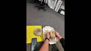 Sunflower Seed Harvest - WilkesBarre PA 2025 
