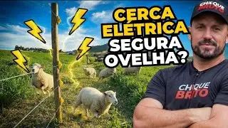 Testando a cerca com ovelhas: segura ou n&atilde;o segura?