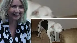 БРИТАНЦЫ реагируют на странности и забавность собак! 🤣🐶 Смешные видео с собаками 2025 года
