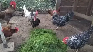 Chickens Feeding Frenzy: Grass