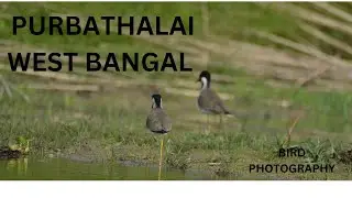 BIRD PHOTOGRAPHY AT PURBATHALI WEST BENGAL