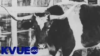 Bevo's debut in 1916 | The Backstory