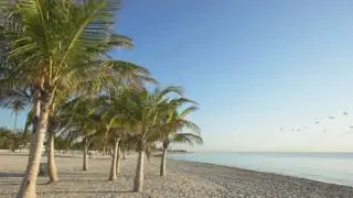 T&D tree service Ormond Beach ArborJet Tree Injections for Tree Nutrition that can save your tree