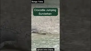 *🐊🌊 Sundarban Ka Silent Killer: Crocodile Ki Chupchaap Shikaar Ki Talash 🐾 | Real Jungle Threat*