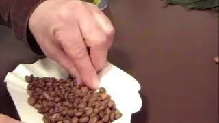 The Coffee School - Sorteren koffiebonen