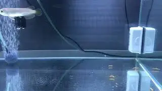Mgbb F1.5 (K7 Pat) - Ali the Arowana