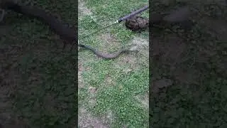 #release Indian spectacle cobra 🐍🐍