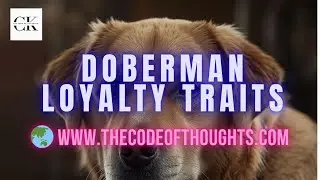 Doberman Loyalty Traits   Dog Breeds and Characteristics Explained