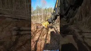 Just cutting enjoy  #eatitchainsawboys #chainsaw #tigercatforestry #HaloSilverTeam