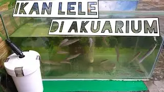 Lele di Akuarium