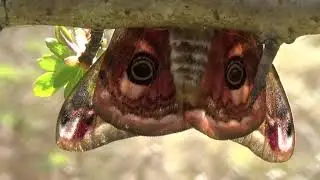 Emperor Moth (1m30)