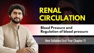 Renal Circulation || Blood Pressure and Regulation of Blood Pressure | FSC Part-I