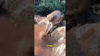La Mam&aacute; Mono Lava A Su Cr&iacute;a De Una Forma Sorprendente 😲
