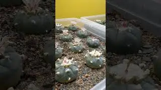 Как заставить кактус пейот зацвести.