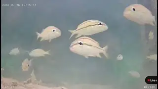 Abaco, Bahamas Wreck Fish Cam