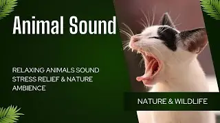 Animal Sounds Compilation &ndash; Lion, Elephant, Dog, Cat, Bird, Cow & More | Relaxing Nature Sounds