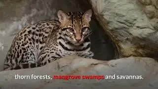 Ocelot    Description, Characteristics and Facts!