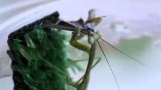 mantis vs butterfly