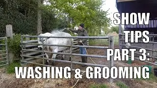SHOW TIPS PART 3 | WASHING AND GROOMING