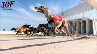 Australian Dog Racing - Greyhounds Track Race