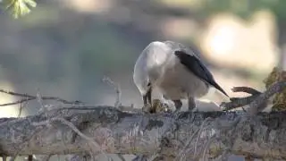 Clark's Nutcracker at Mammoth Springs at Yellowstone National Park