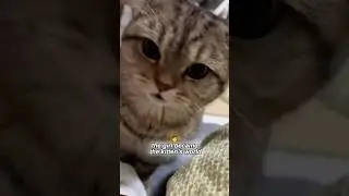 The kitten has live in the world#youtubeshorts #shorts #animal #rescue #cat