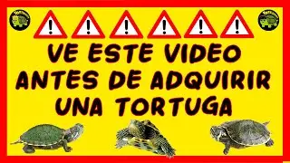 $ CUANTO CUESTA MANTENER A UNA TORTUGA 🤑💰💸🐢