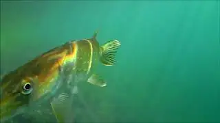 Pike attack on unique-fish crankbait (Rocketperch) Hecht Attacke