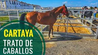 ZONA DE TRATO DE CABALLOS I Feria de Cartaya 2025 del caballo y moda flamenca Andalucía España