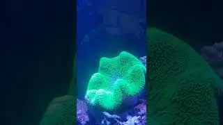 Mind Blowing Sea fish