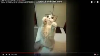 КОТЫ ПРИКОЛЫ 2016 - СМЕШНЫЕ КОТЫ 2016 - Funny Cats 2016
