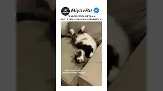 Bendeki RAHATLIK 👀 #kedishorts #cat #turkishcat #catshorts #kedi #shorts #cats #&ouml;ne&ccedil;ıkar