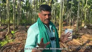 Areca plants |betel nut| plants | G N DEVRAJ Areca Plantation | Areca Seeds| Seeds